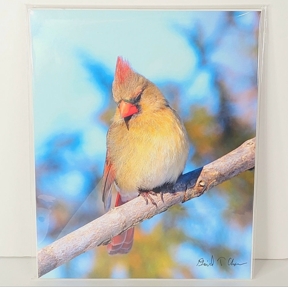 'Female Northern Cardinal' 8" X 10" Fine Art Archival Print Ready To Be Framed
